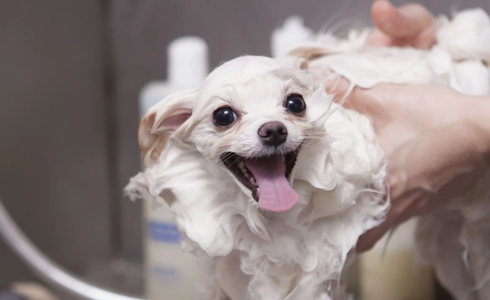 Dog getting bathed